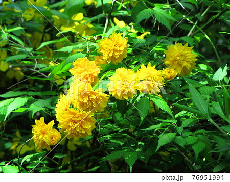 鮮やかな黄金色に咲く 76951994