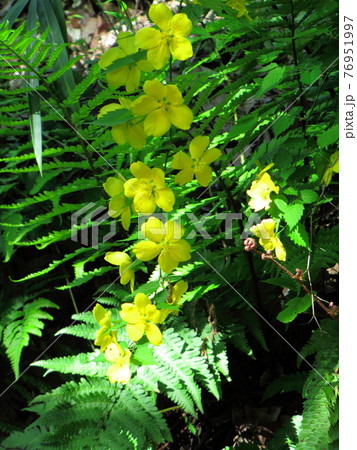 鮮やかな黄金色に咲く 76951997