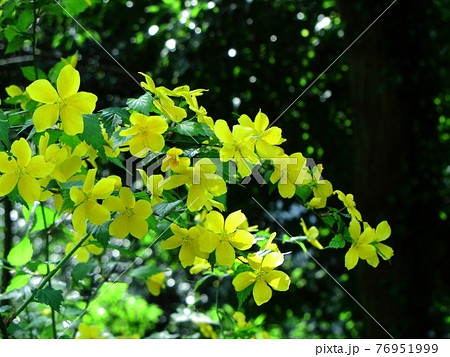 鮮やかな黄金色に咲く 76951999