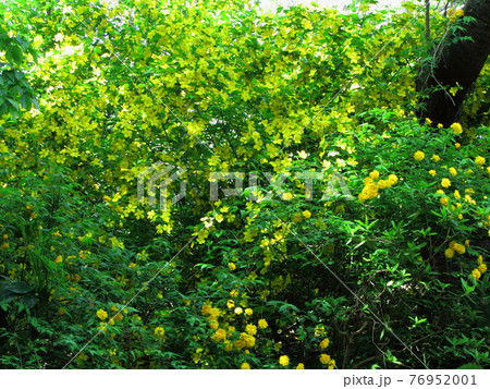 鮮やかな黄金色に咲く 76952001