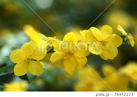 鮮やかな黄金色に咲く 鮮やかな黄金色に咲く 76952221