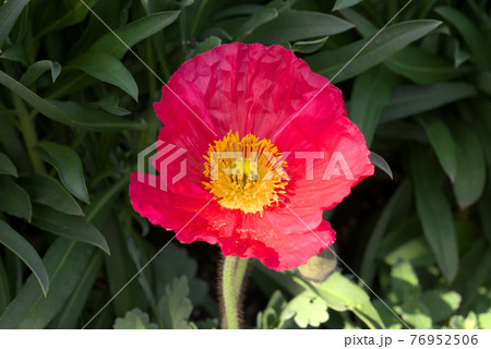 赤いポピー 76952506