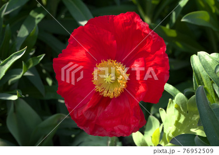 赤いポピー 76952509