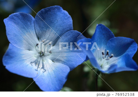 爽やかに空色に咲く 76952538