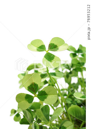 クローバー クローバー 76953212
