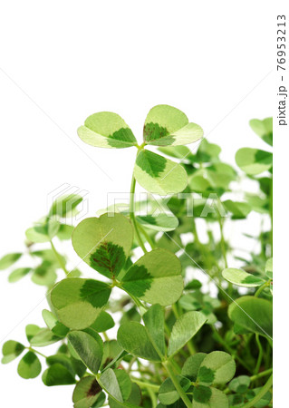 クローバー クローバー 76953213