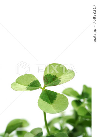クローバー 76953217