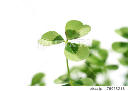 クローバー クローバー 76953218