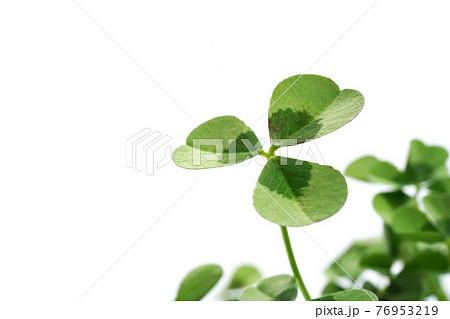クローバー 76953219
