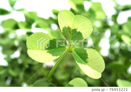 クローバー クローバー 76953223