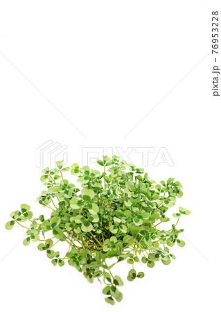 クローバー 76953228