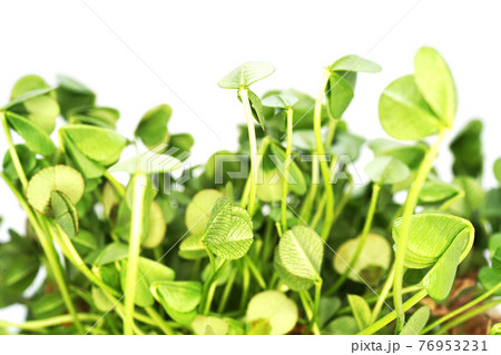 クローバー クローバー 76953231