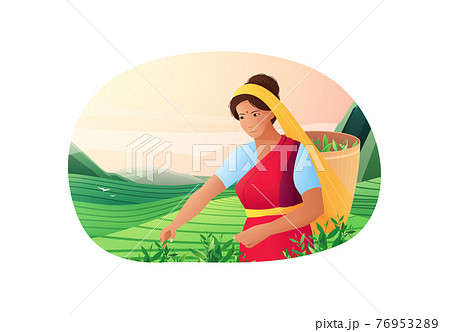 Gathering Tea Plantation Composition 76953289