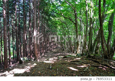 大持山東稜の杉林とブナ林 76953311