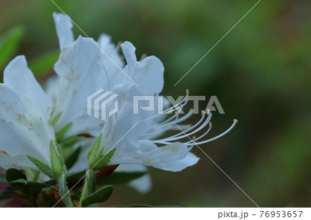 咲き誇る情熱の花 咲き誇る情熱の花 76953657