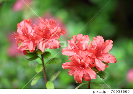 咲き誇る情熱の花 76953666