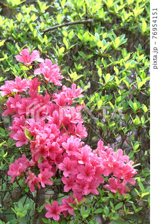 咲き誇る情熱の花 76954151