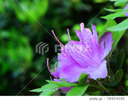 咲き誇る情熱の花 76954595