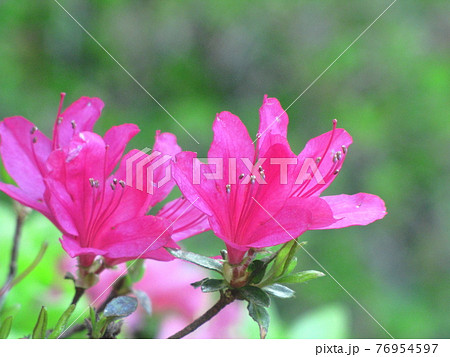 咲き誇る情熱の花 76954597
