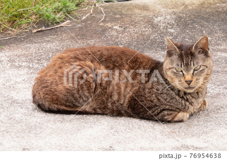 野良猫 野良猫 76954638