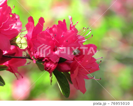 咲き誇る情熱の花 76955010