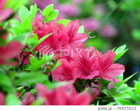 咲き誇る情熱の花 76955013