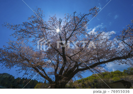 田人の石割桜 76955036