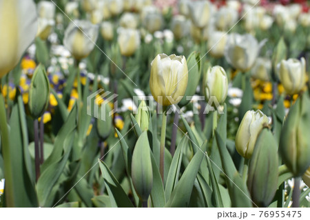 白いチューリップ 76955475