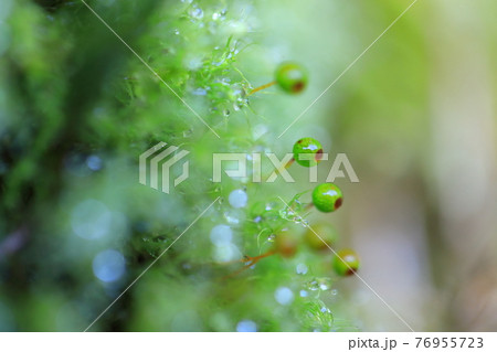 タマゴケ 76955723