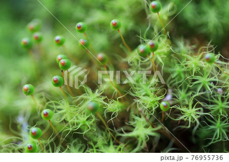 タマゴケ 76955736