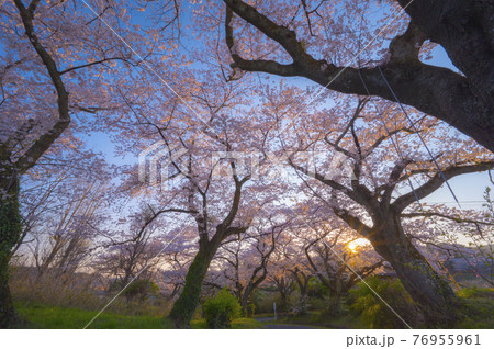 満開の桜坂 76955961
