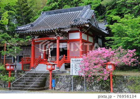 君が代発祥の地 大宮神社 春の風景 君が代発祥の地 大宮神社 春の風景 76956134