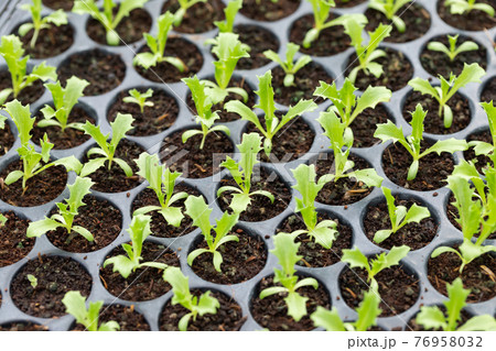 Vegetable seeding 76958032