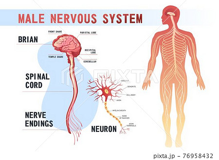 human nervous system educational scheme 76958432