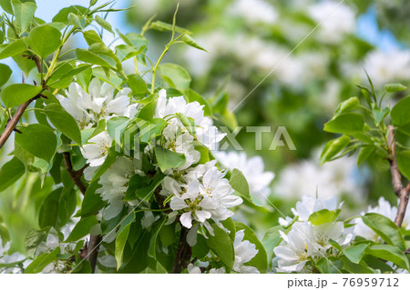White blossoming apple trees. White apple tree flowers White blossoming apple trees. White apple tree flowers 76959712