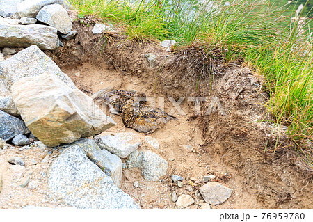 登山道の隅で休憩する雷鳥たち 登山道の隅で休憩する雷鳥たち 76959780