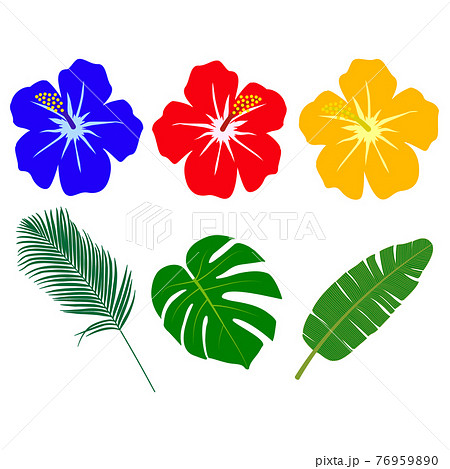 ハイビスカス 南国の植物 ハイビスカス 南国の植物 76959890