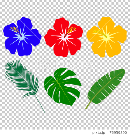 ハイビスカス 南国の植物 ハイビスカス 南国の植物 76959890