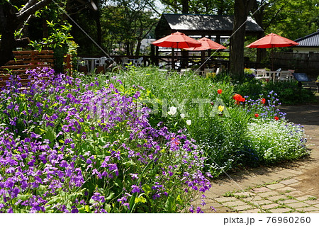 4月 多摩244ムラサキハナナ 紫花菜 アブラナ科 多摩グリーンライブセンターの写真素材