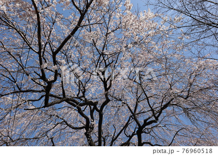 枝垂れ桜を下から眺めた時の桜と青空 枝垂れ桜を下から眺めた時の桜と青空 76960518