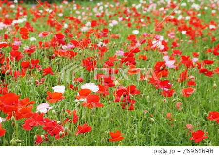 ポピー Poppy ポピー Poppy 76960646