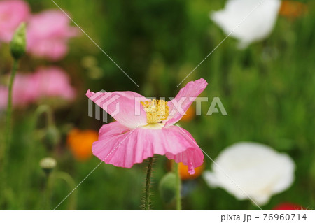 ポピー Poppy ポピー Poppy 76960714
