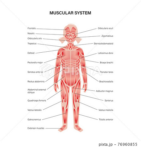 Human muscular system 76960855