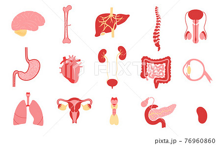 Human internal organs Human internal organs 76960860