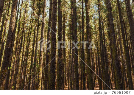 pine trees in forest La Esperanza 76961007