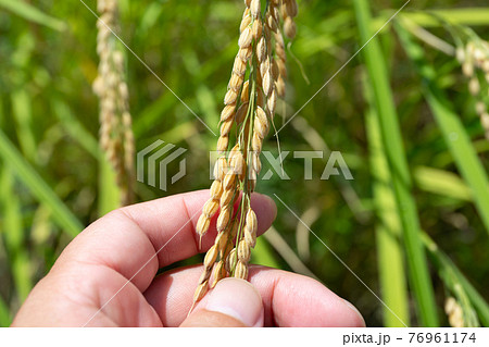 黄色に色づく稲穂 粒を見る男性の手 (9月) 農業 黄色に色づく稲穂 粒を見る男性の手 (9月) 農業 76961174