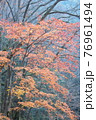 紅葉風景 76961494