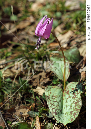 日差しを浴びるカタクリの花一輪 福島県只見町 日差しを浴びるカタクリの花一輪 福島県只見町 76962262