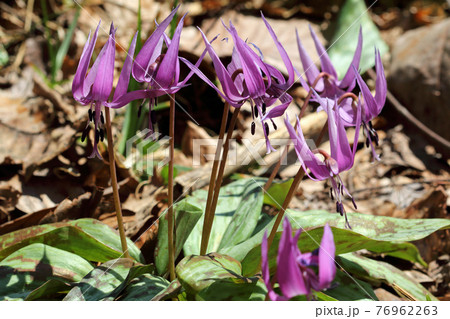 賑やかに咲くカタクリの花　福島県只見町 76962263