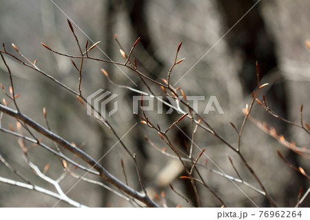 赤茶色に膨らみ始めたブナの冬芽　福島県只見町 76962264